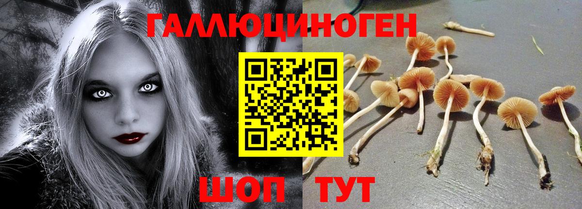 Галлюциногенные грибы Psilocybine cubensis Североуральск